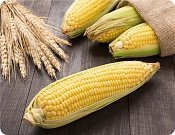 Prestieranie KUKURICA