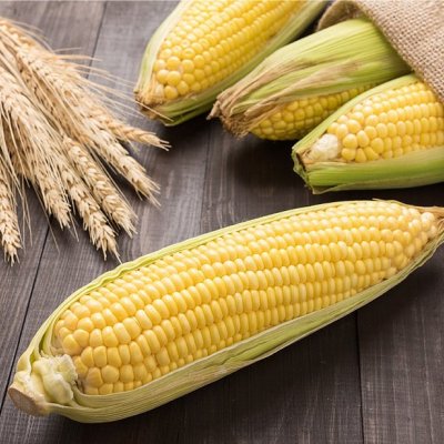 Prestieranie KUKURICA