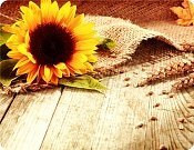 Prestieranie SLNEČNICA