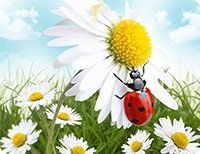 Kuchynské prestieranie Margarétky lienka