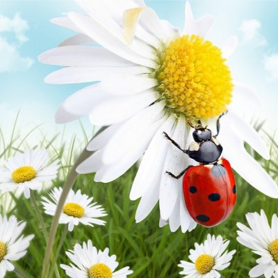 Kuchynské prestieranie Margarétky lienka