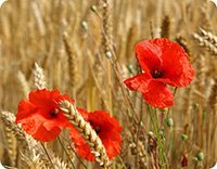 Prestieranie Maky v obilí