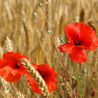 Prestieranie Maky v obilí