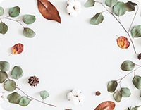 Prestieranie Eukalyptus