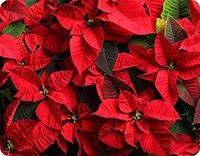 Prestieranie Červená Vianočná hviezda