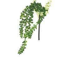 Sukulent visiaci D: 30 cm v zelenej farbe, ASA Selection