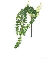 Sukulent visiaci D: 30 cm v zelenej farbe, ASA Selection