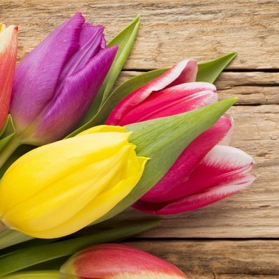 Prestieranie TULIPÁNY